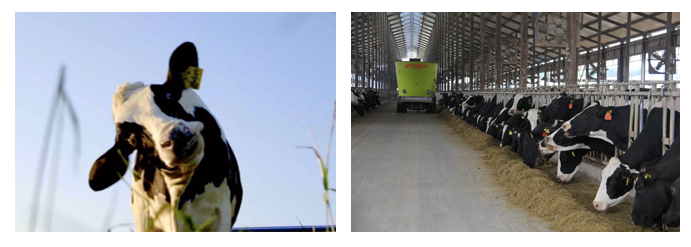 花花牛丨每天一杯奶，幸福健康喝出來(lái)?。?！