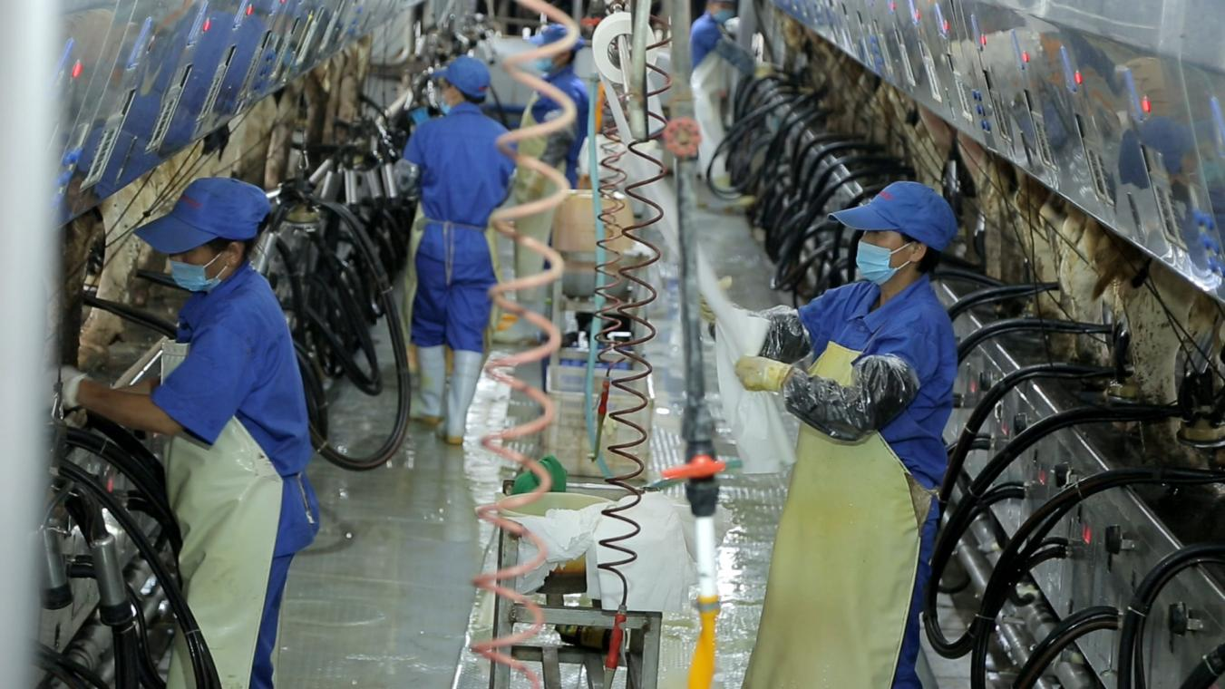 花花牛丨河南農(nóng)業(yè)大學(xué)黨委副書(shū)記、校長(zhǎng)介曉磊一行蒞臨花花牛河南瑞亞參觀調(diào)研