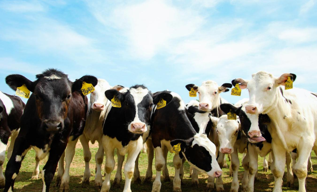 北京大學南南合作與發(fā)展學院教授、全球伙伴關系主任周詠梅一行蒞臨花花牛平輿瑞亞牧業(yè)參觀調研