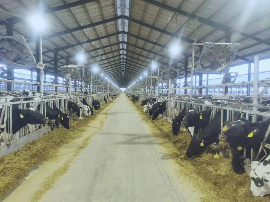 北京大學南南合作與發(fā)展學院教授、全球伙伴關系主任周詠梅一行蒞臨花花牛平輿瑞亞牧業(yè)參觀調研