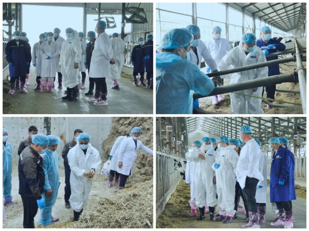 花花牛丨國(guó)家奶牛產(chǎn)業(yè)技術(shù)體系首席科學(xué)家、中國(guó)農(nóng)業(yè)大學(xué)教授李勝利一行蒞臨花花牛魯山瑞亞參觀調(diào)研