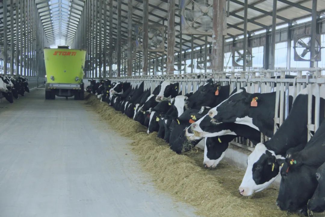 花花牛丨國(guó)家奶牛產(chǎn)業(yè)技術(shù)體系首席科學(xué)家、中國(guó)農(nóng)業(yè)大學(xué)教授李勝利一行蒞臨花花牛魯山瑞亞參觀調(diào)研