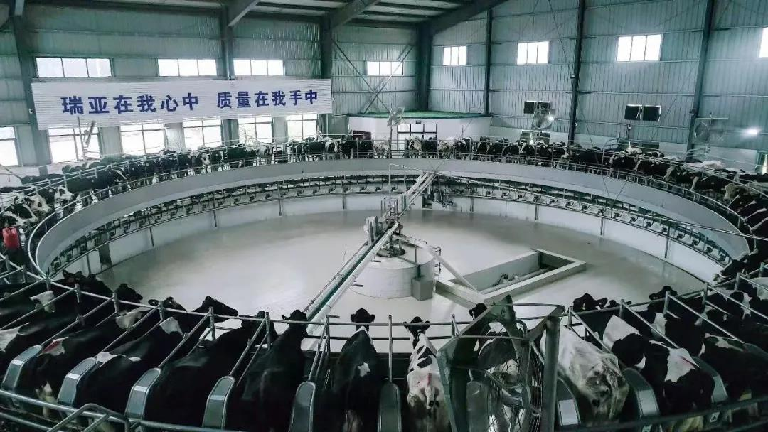 花花牛丨駐馬店市遂平縣政協(xié)黨組書記、主席張衛(wèi)東一行蒞臨花花牛魯山瑞亞牧場(chǎng)參觀