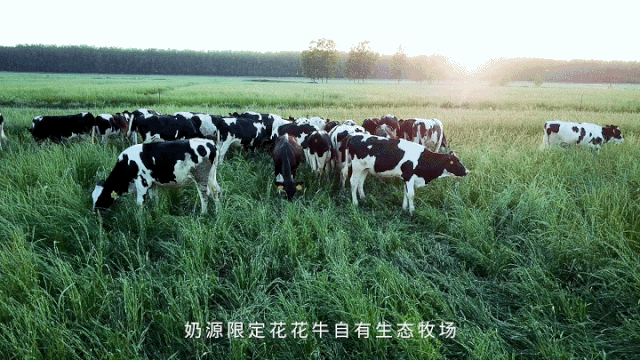榮譽 | “百家牛場青貯質量評鑒活動”花花牛新蔡瑞亞牧業、河南合源乳業分別榮獲一、三等獎